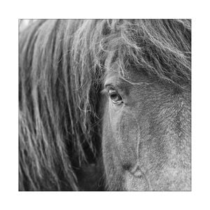 Artey | BandW Horses VI - Stretched Canvas - Stretched Canvas - 100 x 100cm