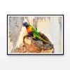 Rainbow Lorikeet Bird on Tree  Print 100% Australian Made 120x90cm  (Poster)