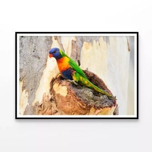 Rainbow Lorikeet Bird on Tree  Print 100% Australian Made 120x90cm  (Poster)