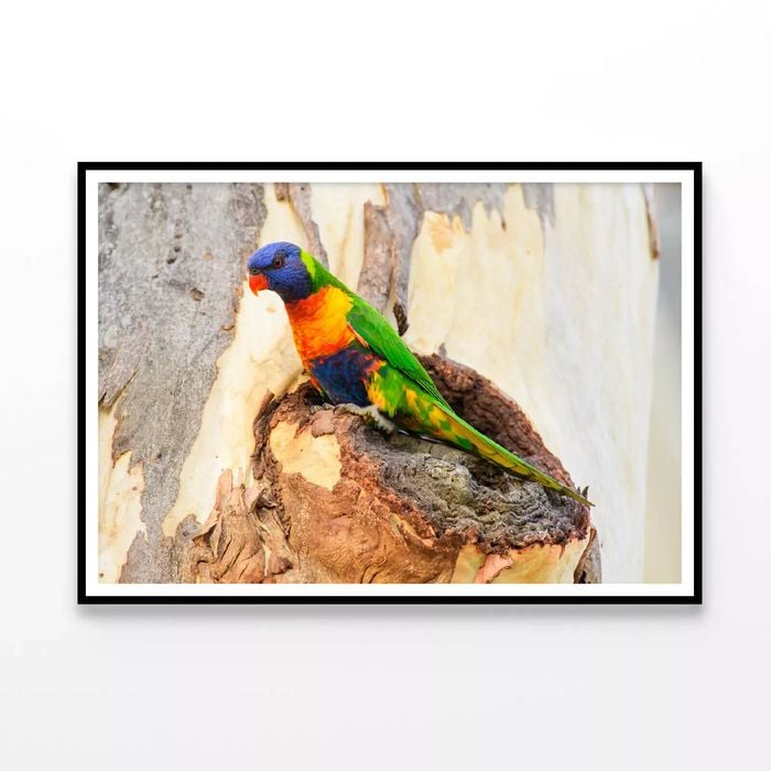 Rainbow Lorikeet Bird on Tree  Print 100% Australian Made 120x90cm  (Poster)