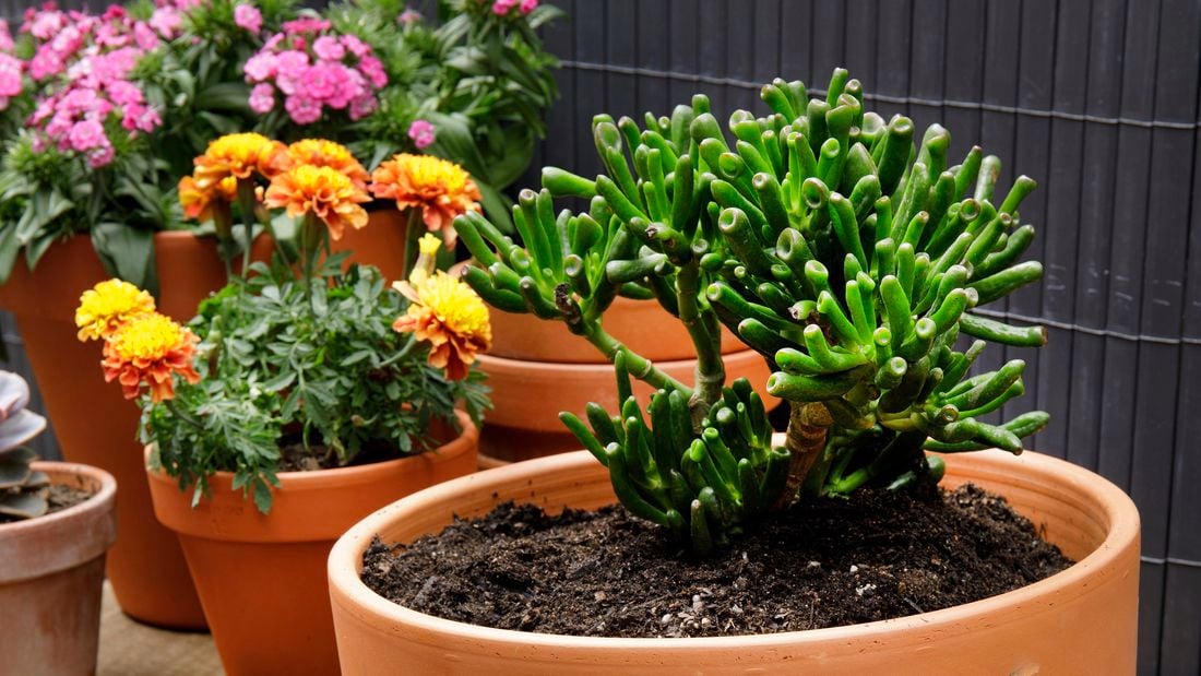 Plants potted in terracotta pots