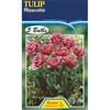 Bulb Tulip Mascotte - 5 Bulbs
