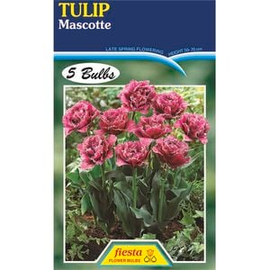 Bulb Tulip Mascotte - 5 Bulbs