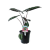 180mm Alocasia Yucatan Princess - Alocosia sarawakensis Yucatan Princess