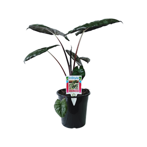 180mm Alocasia Yucatan Princess - Alocosia sarawakensis Yucatan Princess