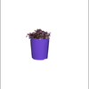 130mm Little Ruby - Alternanthera Little Ruby