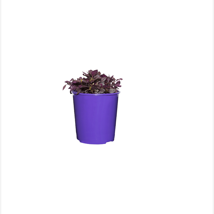 130mm Little Ruby - Alternanthera Little Ruby