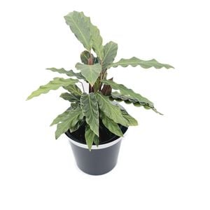 125mm Furry Feather - Calathea rufibarba