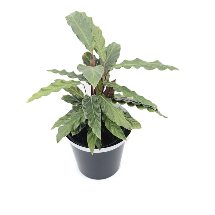 125mm Furry Feather - Calathea rufibarba
