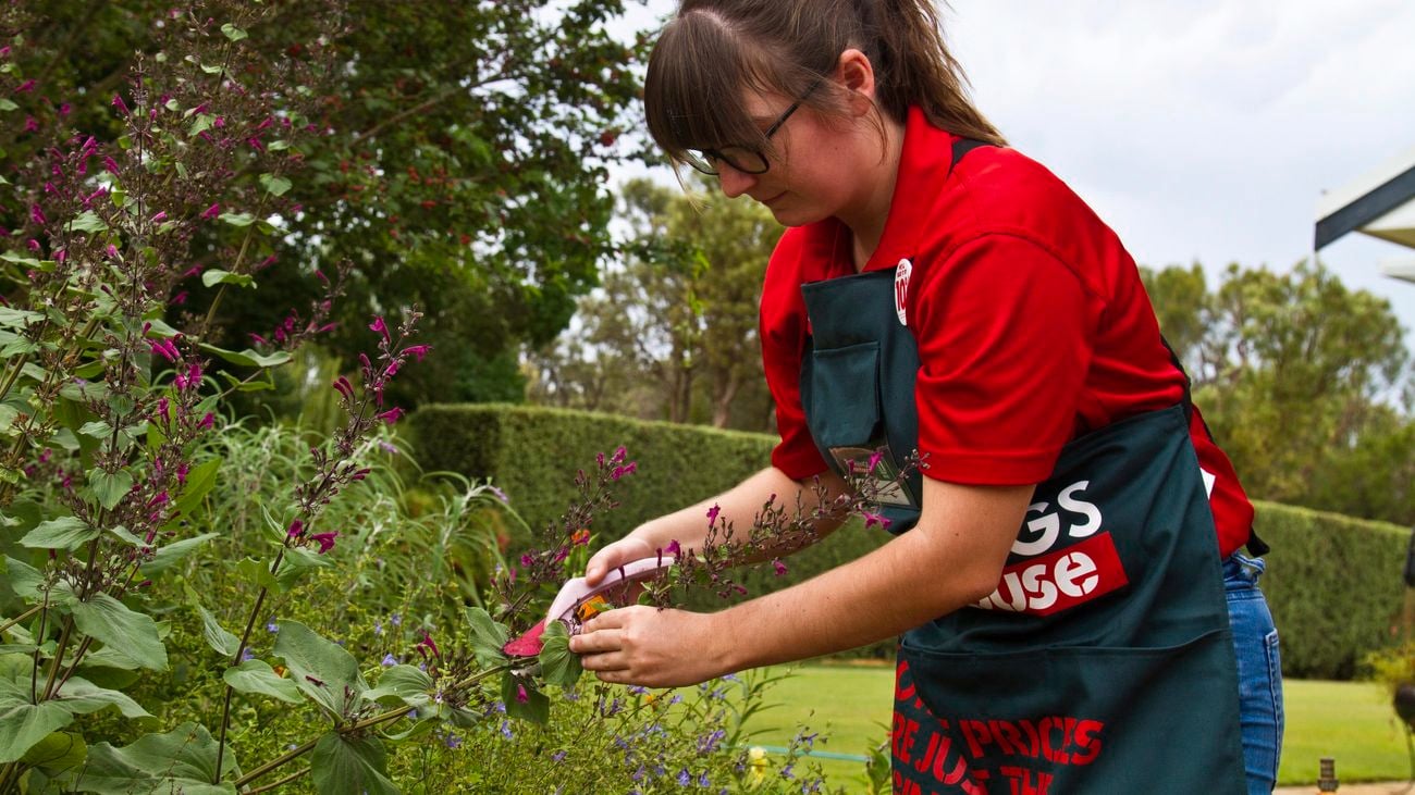 Person pruning plant.