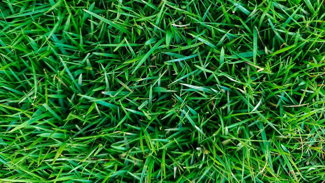 Closeup shot of green, zoysia grass