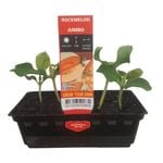 Rockmelon Punnet - Cucumis melo