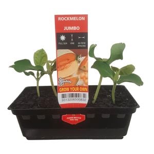 Rockmelon Punnet - Cucumis melo