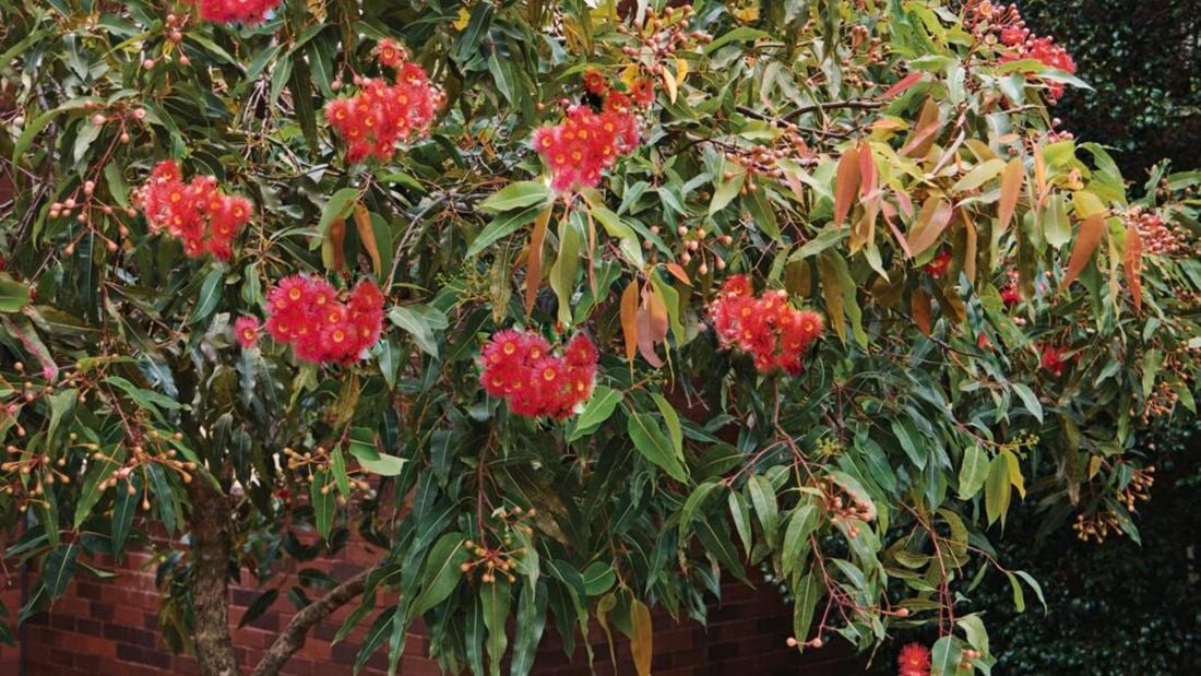 Native tree with red flowers in a backyard.
