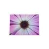 Galrie Vibrant Violet Pollen Fine Art Prints for Home Decor, White Frame, A2 42 x 60cm (16 x 24inch)