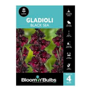 Bloomin' Bulbs Gladioli Black Sea - 4 Pack
