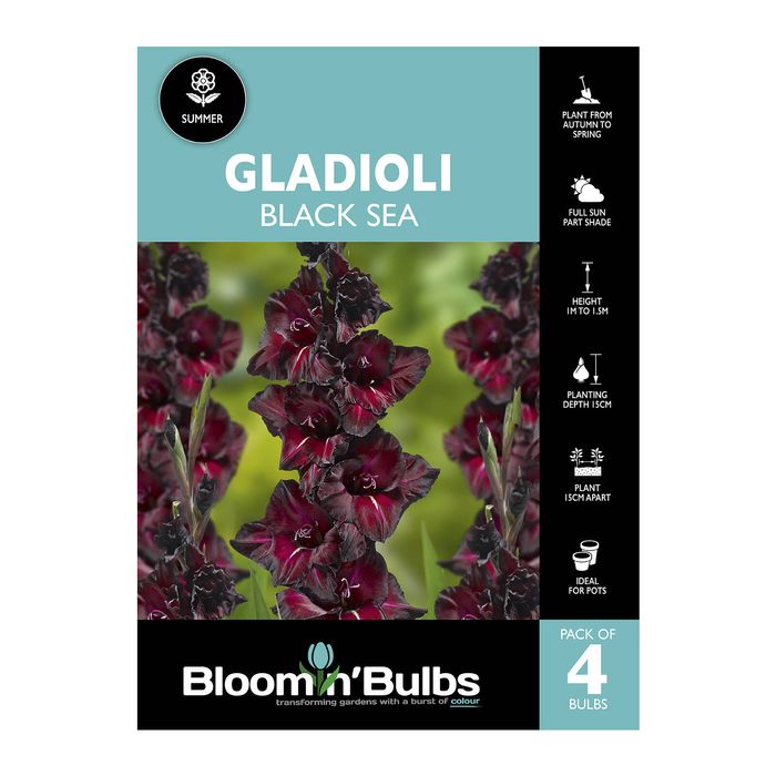 Bloomin' Bulbs Gladioli Black Sea - 4 Pack