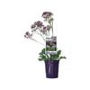 140mm Limonium Perezii Lilac - Limonium perezii ‘IB811-1’