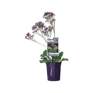 140mm Limonium Perezii Lilac - Limonium perezii ‘IB811-1’