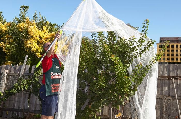 A person spreading netting over a tree using a pole