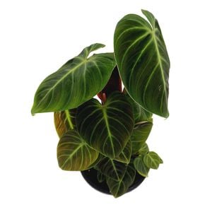 125mm El Choco Red - Philodendron rubrijuvenile