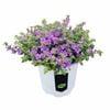 130mm Bacopa Scopia Doubles - Bacopa scopia