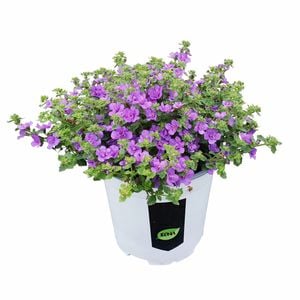 130mm Bacopa Scopia Doubles - Bacopa scopia