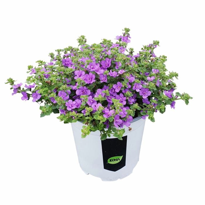 130mm Bacopa Scopia Doubles - Bacopa scopia