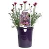 140mm African Eyes Dark Pink - Rhodanthemum