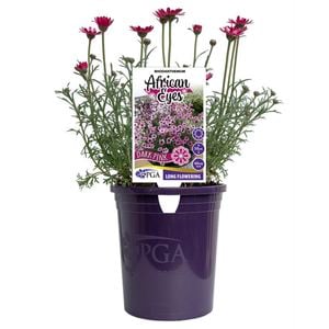 140mm African Eyes Dark Pink - Rhodanthemum