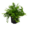 120mm Hong Kong Fern - Nephrolepis exaltata