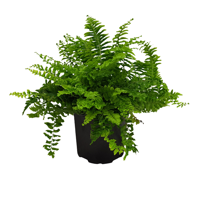 120mm Hong Kong Fern - Nephrolepis exaltata