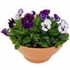 275mm Assorted Colour Flowers Potted Bowl