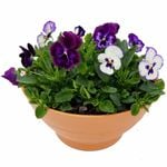 275mm Assorted Colour Flowers Potted Bowl