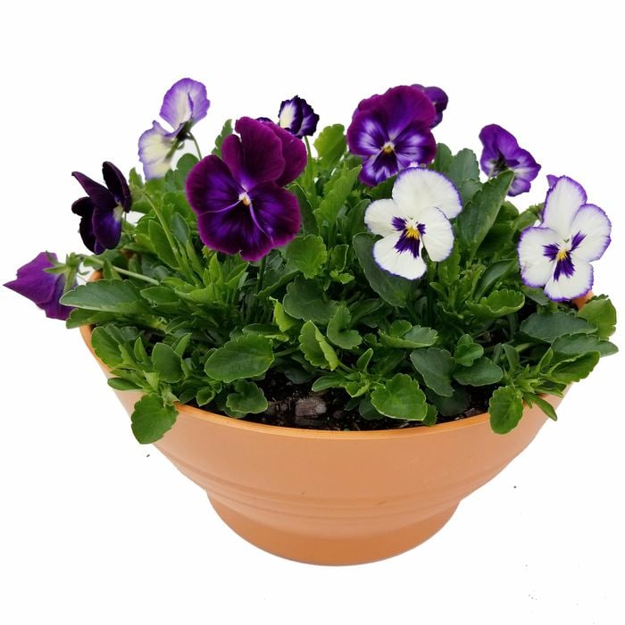 275mm Assorted Colour Flowers Potted Bowl