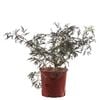200mm Black Lace Elderberry - Sambucus nigra