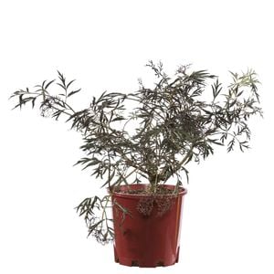 200mm Black Lace Elderberry - Sambucus nigra
