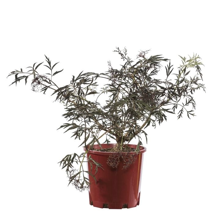 200mm Black Lace Elderberry - Sambucus nigra