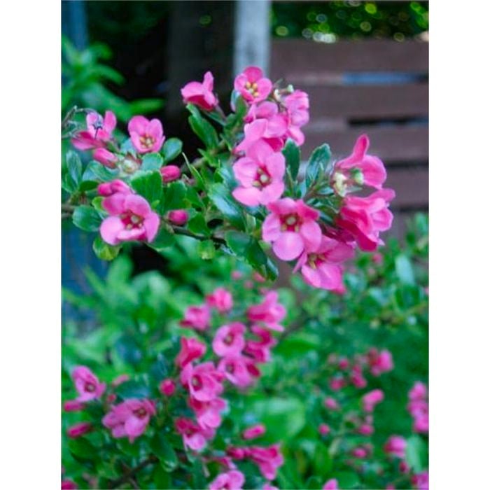 140mm Pink Pixi - Escallonia macrantha Rubra Nana