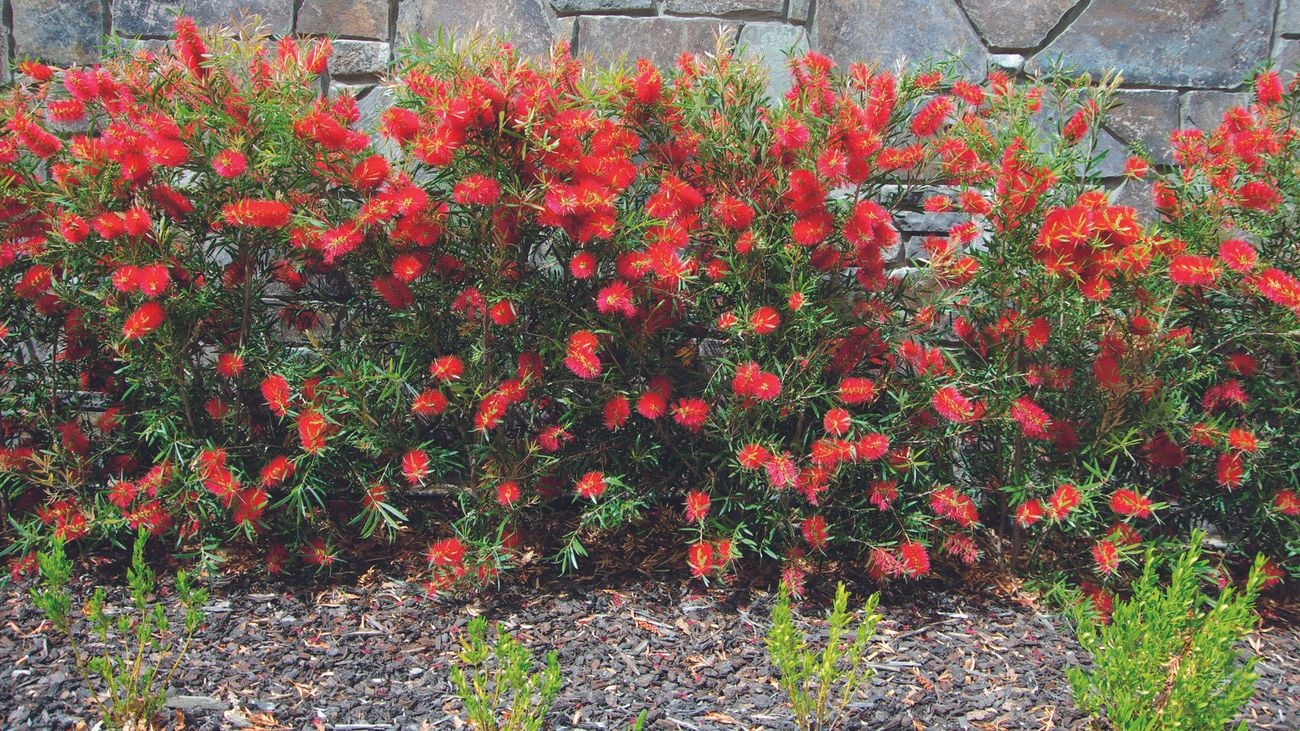 red flowers with hairy textures on a bush
