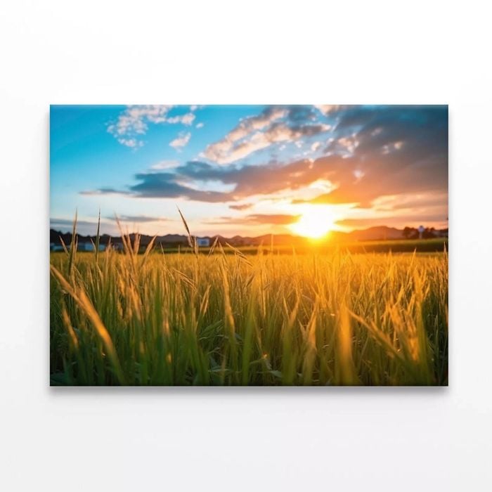 Grassland Scenery on Sunset  Print 100% Australian Made 120 x 90cm  (Stretched)