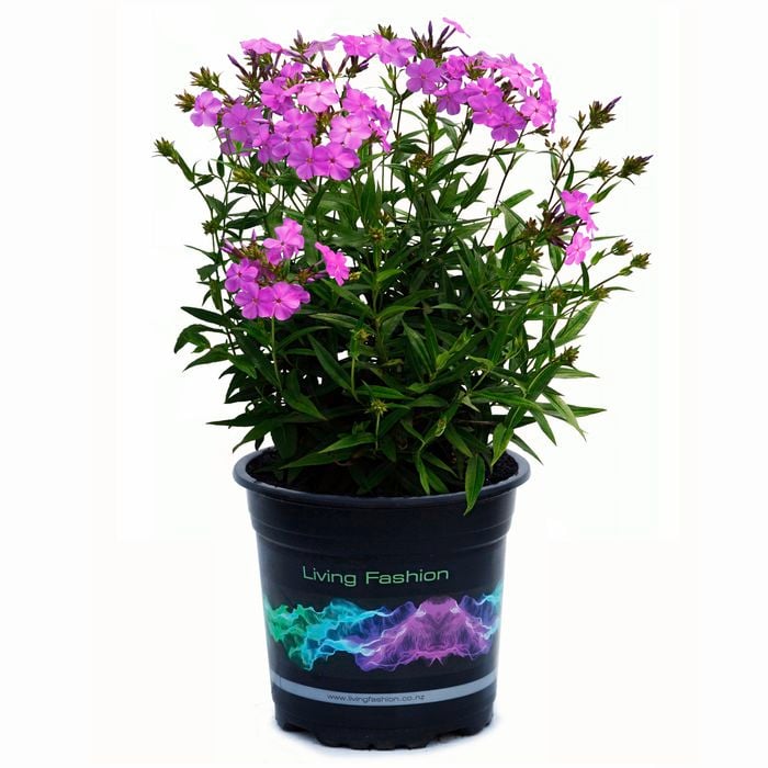 1.5L Alpine Phlox - Phlox hybrid Minnie Pink