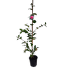 2L Camellia Debbie - Camellia hybrid Debbie