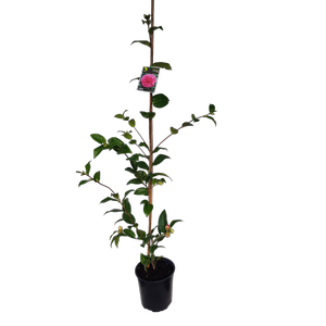 2L Camellia Debbie - Camellia hybrid Debbie
