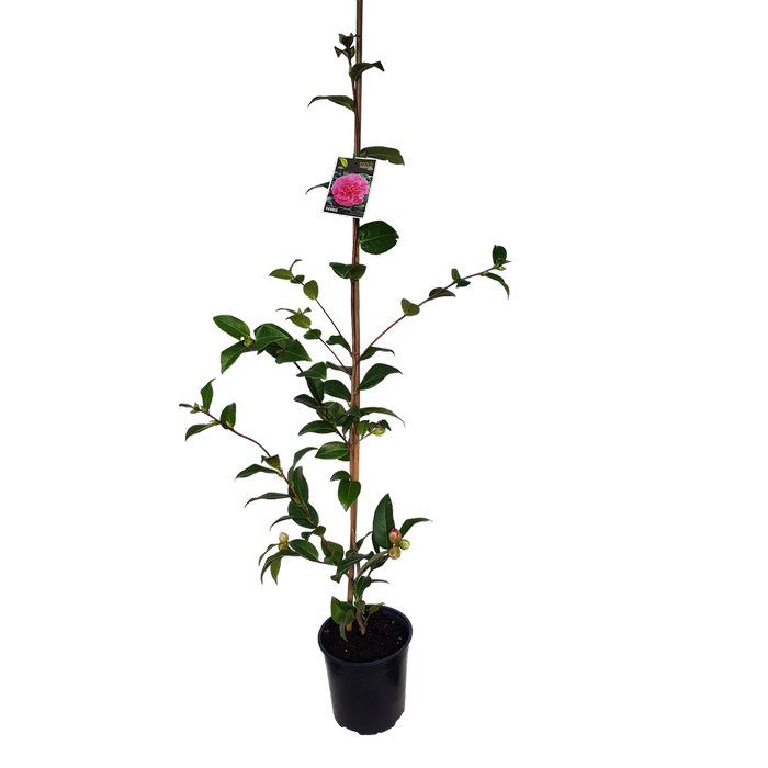 2L Camellia Debbie - Camellia hybrid Debbie