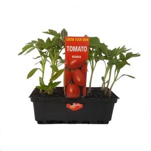 Punnet Tomato Roma - Grow Your Own Range