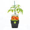 100mm Tomato Apollo - Solanum Lycopersicum