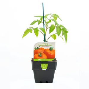 100mm Tomato Apollo - Solanum Lycopersicum