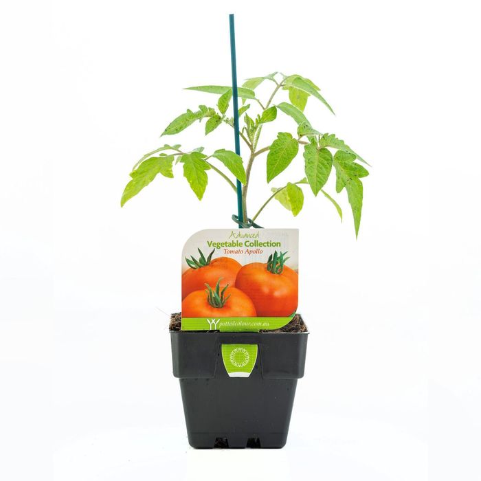 100mm Tomato Apollo - Solanum Lycopersicum
