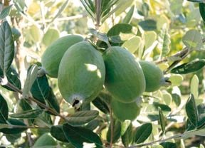 A tree with green feijoa's on it